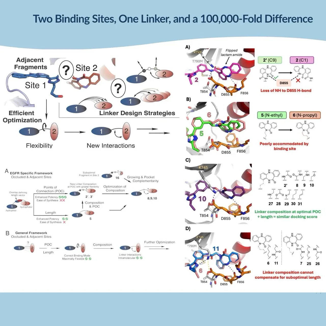 Design of bivalent EGFR inhibitors: two fragments bound at adjacent sites joined by a linker, with crystal structures showing how the attachment point, linker length and composition change the binding pose near EGFR residues T854, D855 and F856