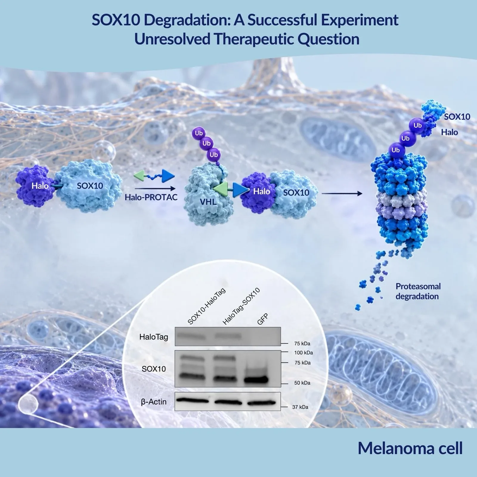 Scheme of HaloPROTAC3 bridging a SOX10–HaloTag fusion and the VHL ligase inside a melanoma cell, leading to ubiquitination and proteasomal degradation of the fusion, with a Western blot of the SOX10-HaloTag, HaloTag-SOX10 and GFP lanes